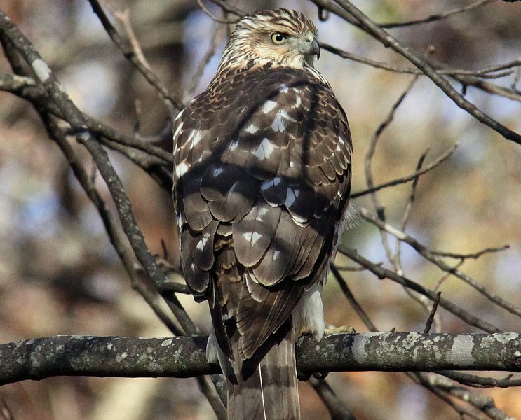 Cooper's Hawk in a Tree in My South Carolina Back Yard Smithsonian