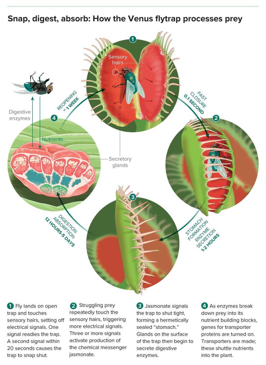 Venus Flytrap Graphic