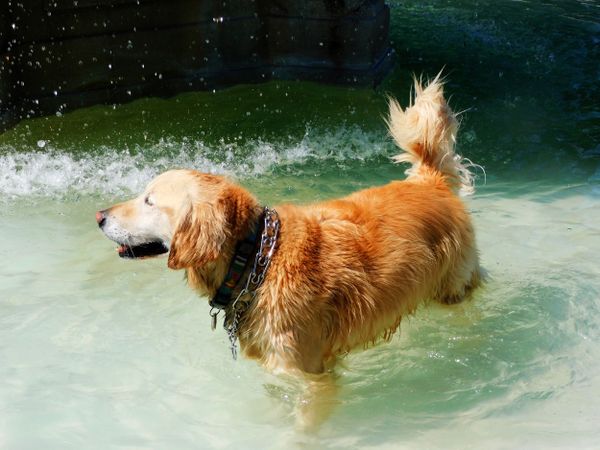 Golden Retriever Standing In The Water thumbnail