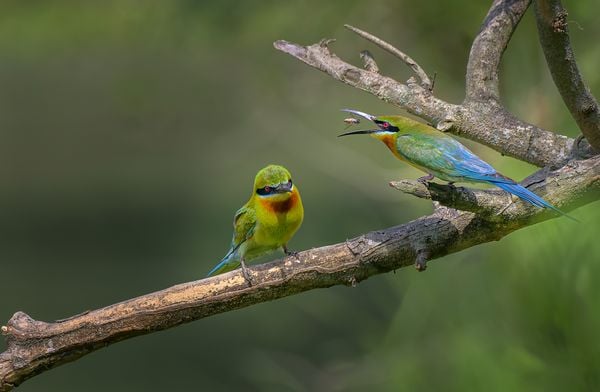 Bee-eater Feeding thumbnail