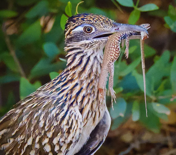 Roadrunner with Sonoran Tiger Whiptail Lizard Breakfast thumbnail