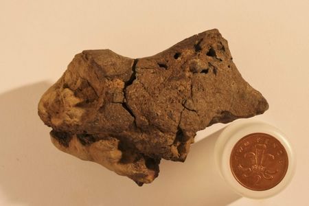 The fossilized brain of an Iguanodon.