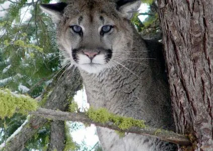 Zion's dwindling cougar population traces its roots to the late 1920s, when the park's management made efforts to increase visitation.