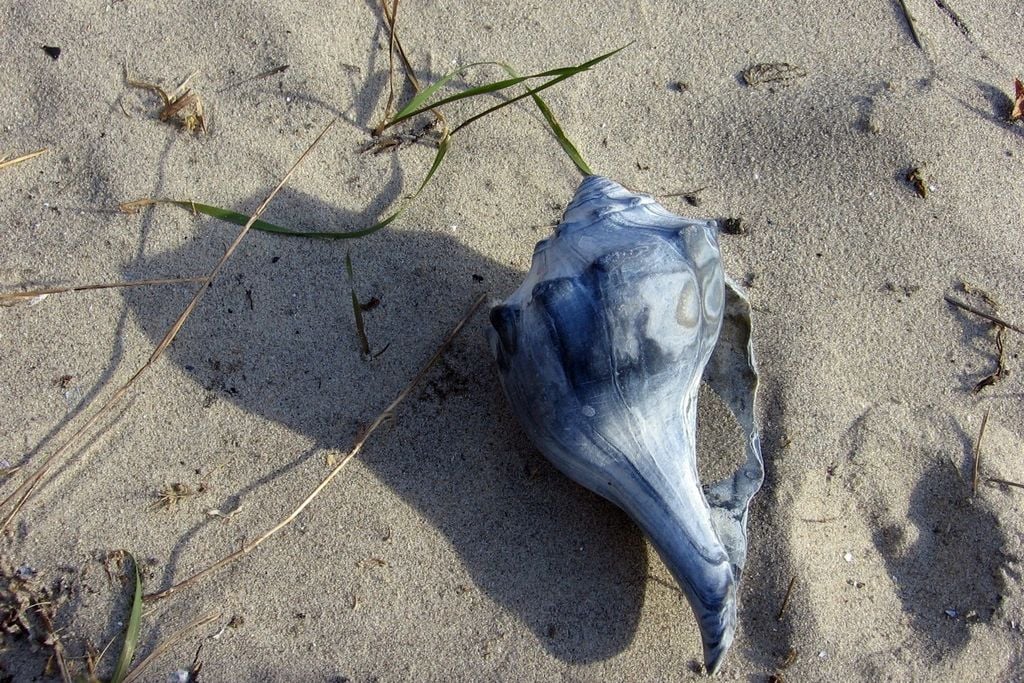0000-shell.jpg