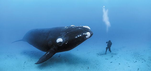 No-Fluke-Brian-Skerry-southern-right-whale-631.jpg