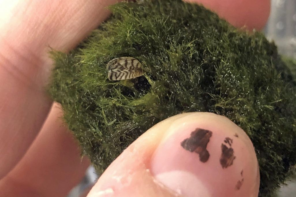 zebra mussel on moss ball