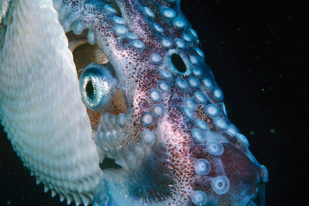 Paper nautilus
