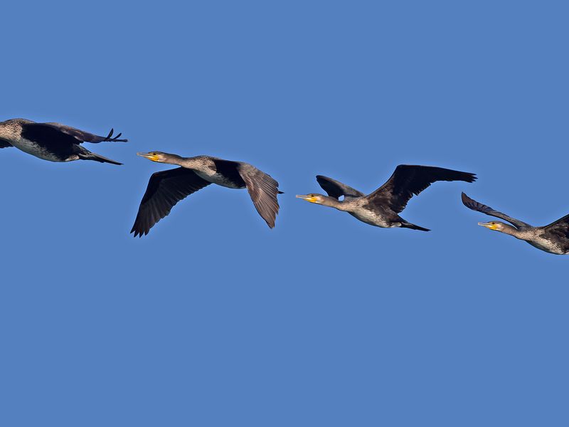 A Great Cormorant in flight Smithsonian Photo Contest Smithsonian