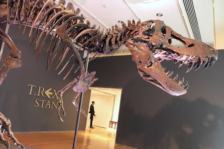 The skeleton of a T. rex known as "Stan" is displayed in a gallery at Christie’s auction house in September in New York City.