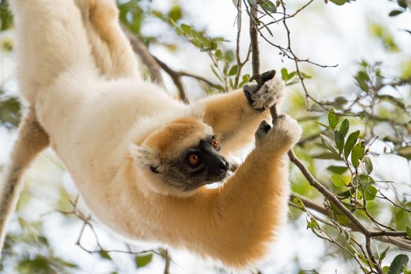 Hanging `round with a golden-crowned sifaka thumbnail