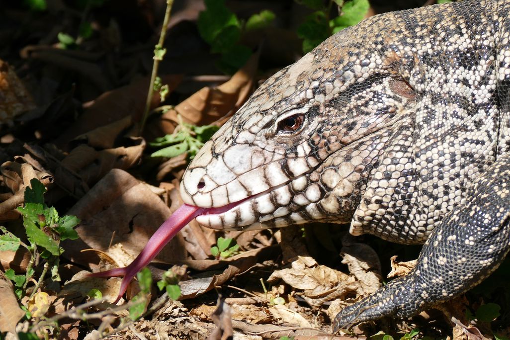 Lizard with tongue sticking out