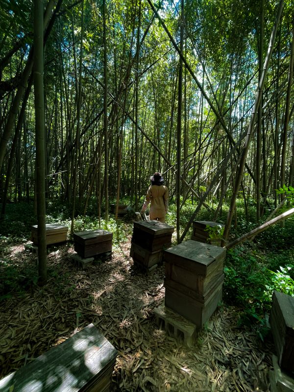 Beekeeping in a Japanese bamboo forest thumbnail