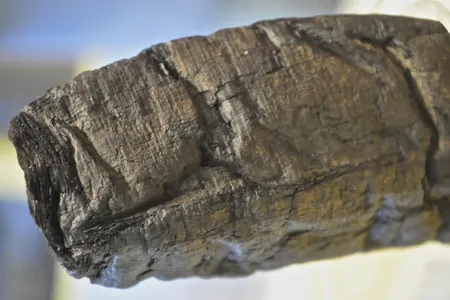 A closeup of a Herculaneum papyrus scroll used in an international scanning project.