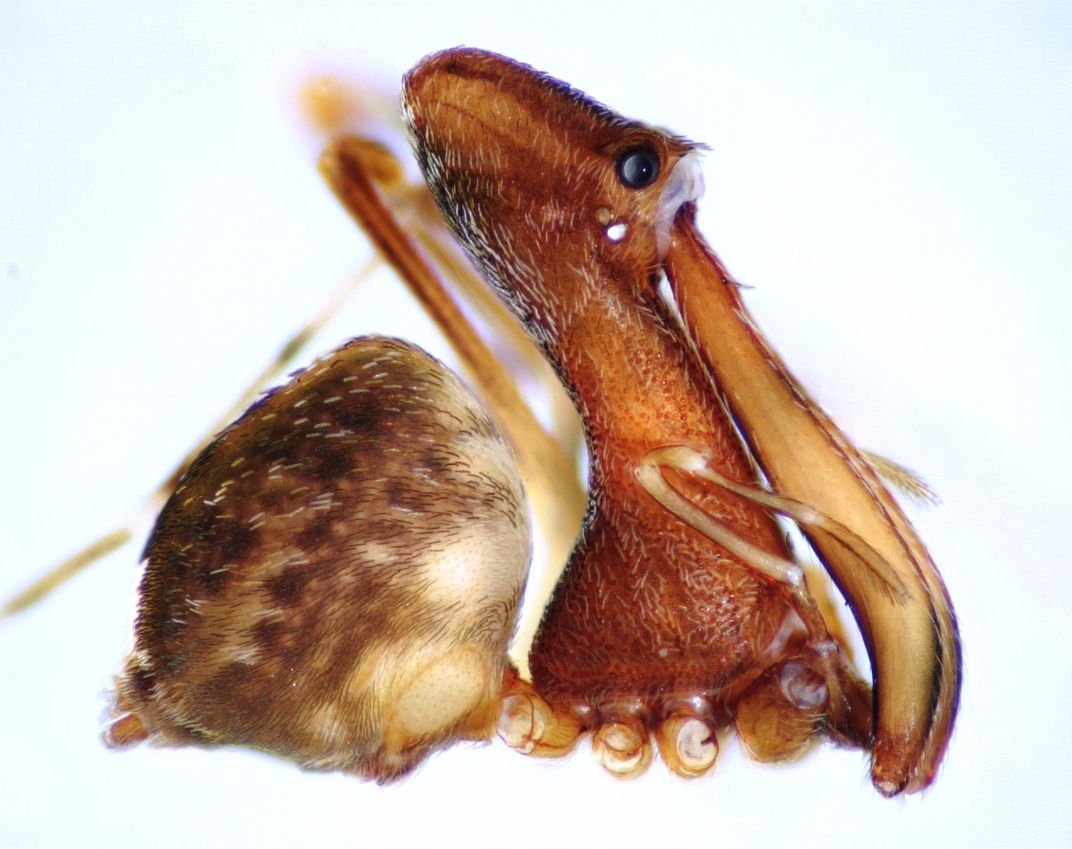 Close up image of a brown Pelican Spider on a white background