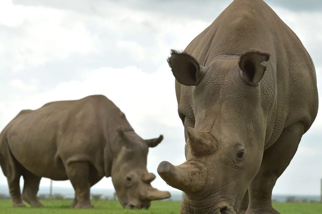 Rhino Pregnancy