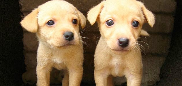 Research says dogs have learned to behave like children.