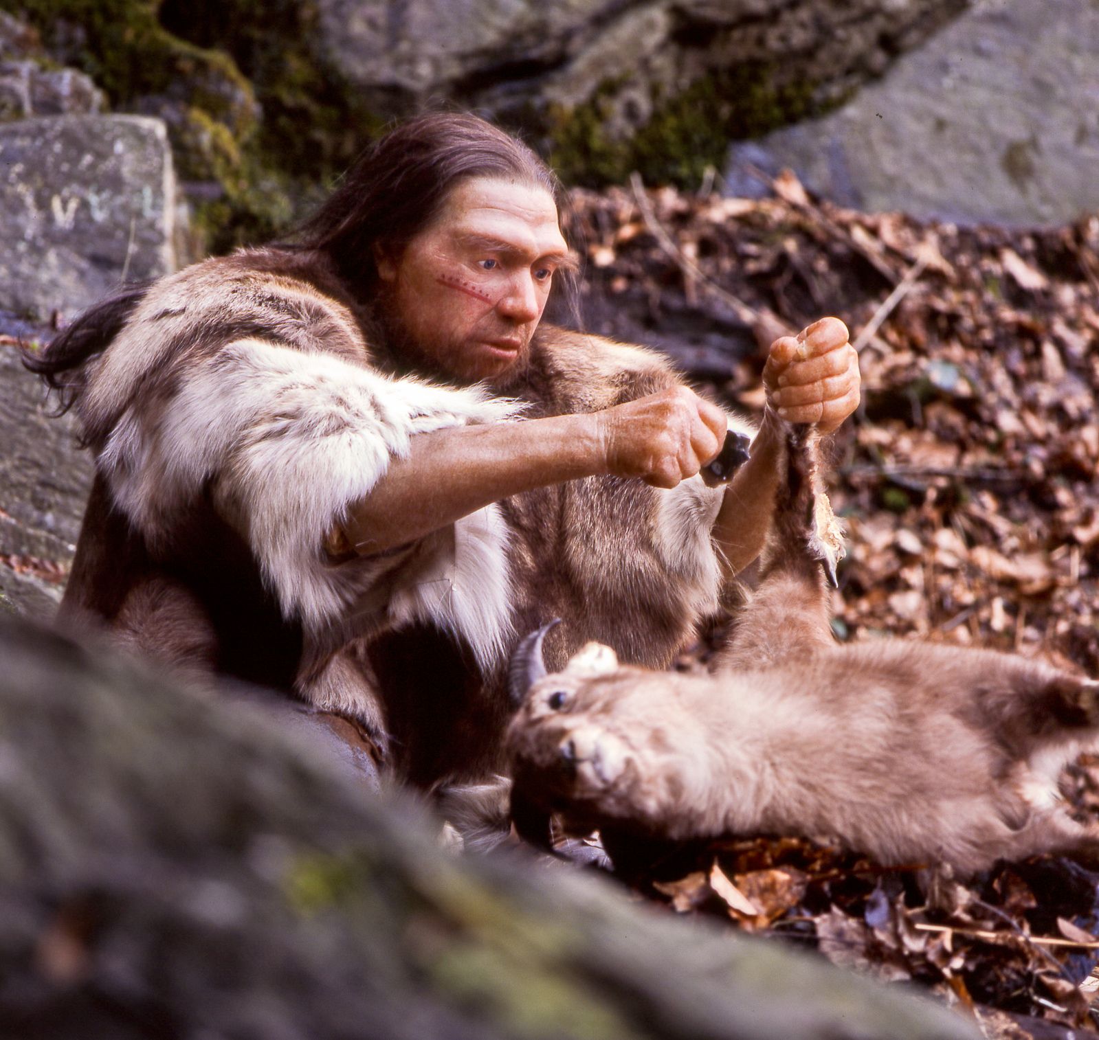 Neanderthal Extinction Linked to PIEZO1 Gene Mutation