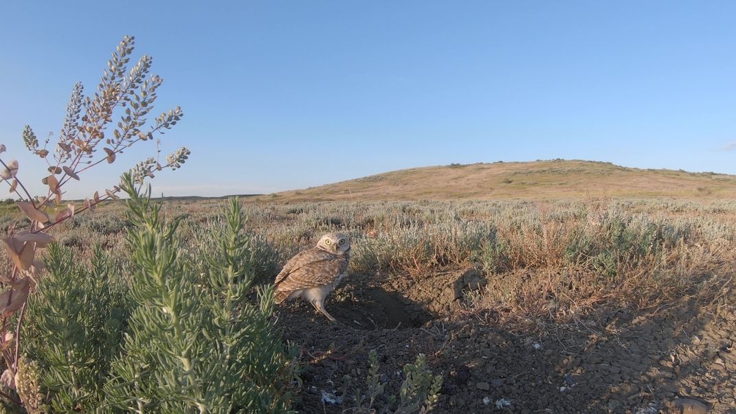 A burrowing owl stands near the entrance of a prairie dog burrow in Montana's grasslands.