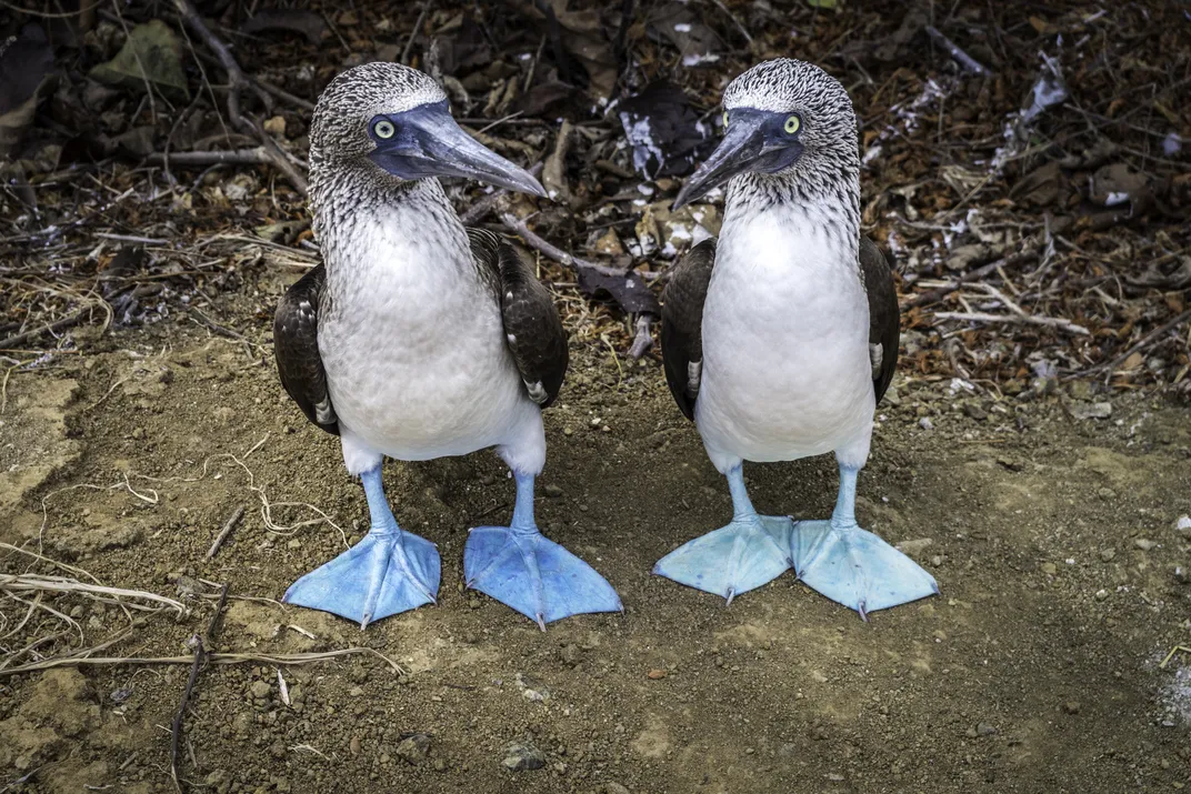 Pair of blue-footed boobies