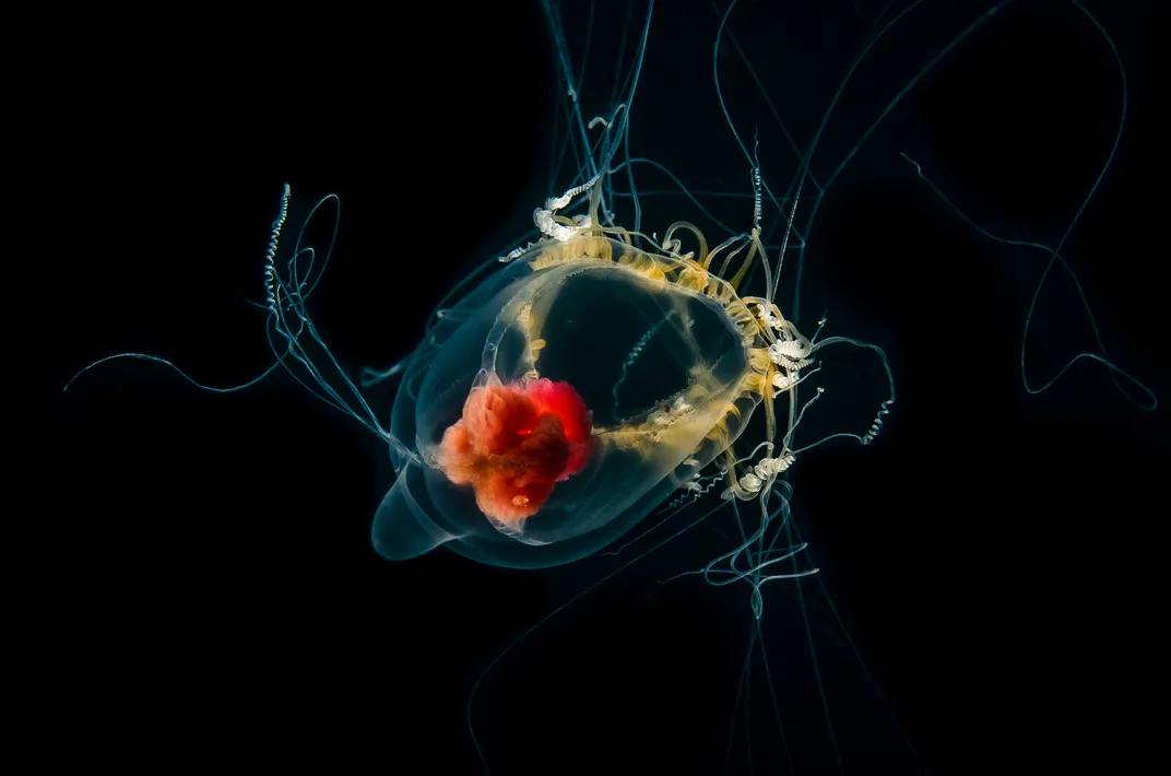 Jellyfish in the ocean