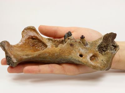 A Homotherium jawbone found in the North Sea.