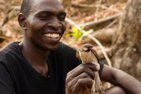 Yao honey-hunter Orlando Yassene holds a wild greater honeyguide male in the Niassa National Reserve, Mozambique.
