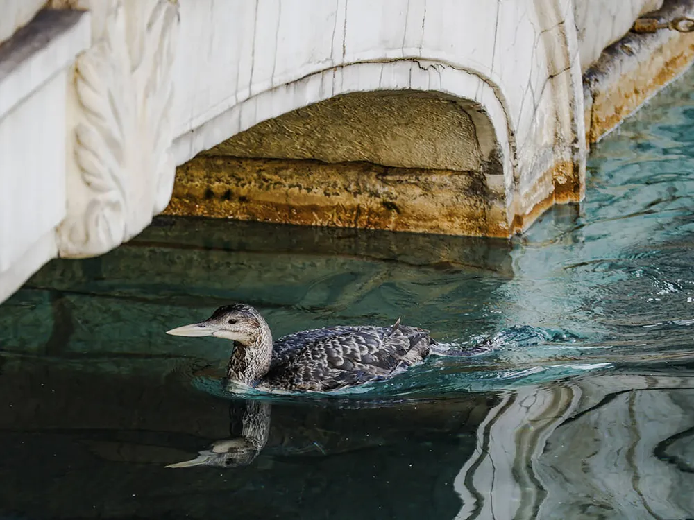 Brownish bird in water going under stone bridge