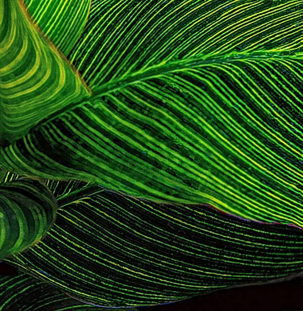 Pattern, curves and strips philodendron home garden thumbnail