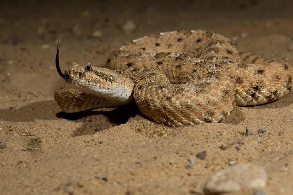 A sidewinder snake lays coiled up in the sand