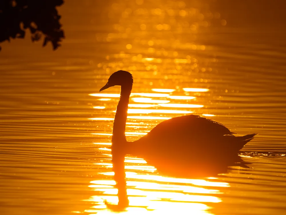 a swan swims on a lake lit in orange by the reflection of the sun
