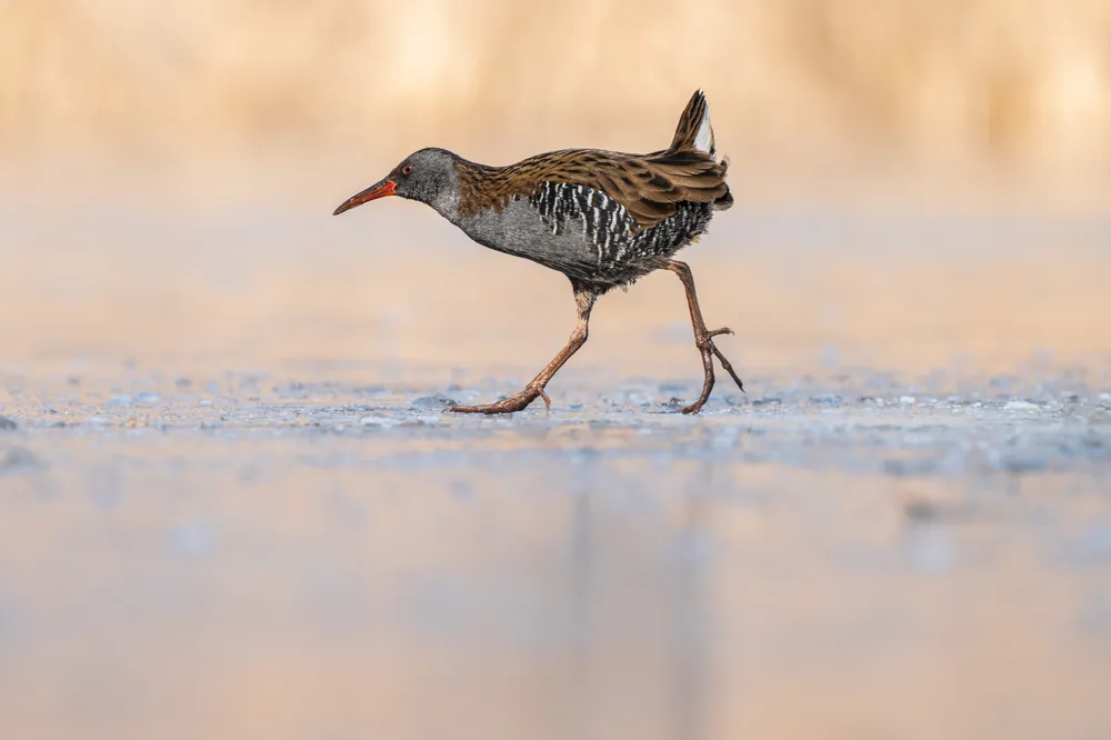 The water rail hurries across the frozen lake, while the pastel hues of the background are shaped by the golden glow of sunlit reeds.