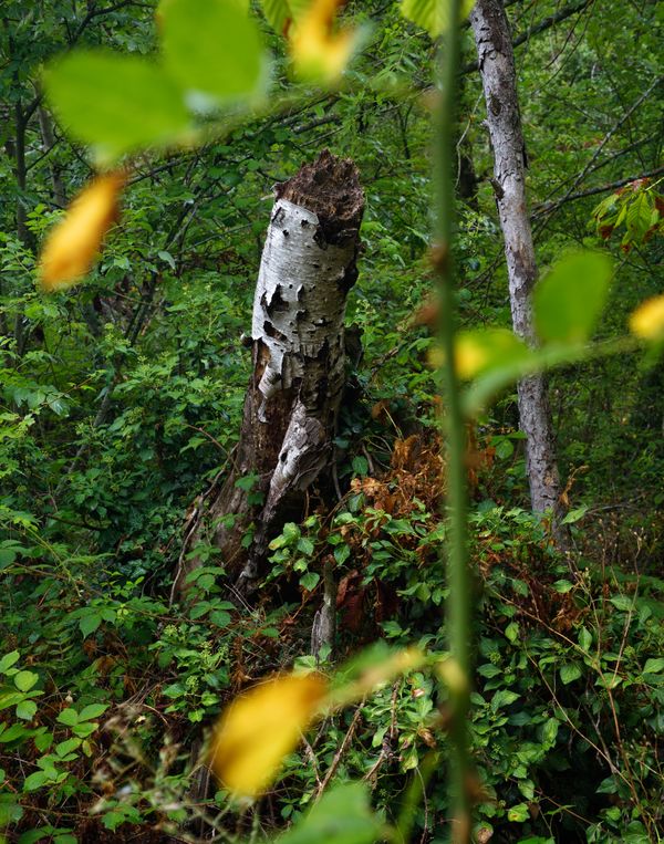 Tree stump between the leaves. thumbnail