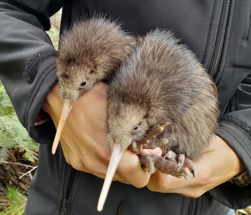 Two kiwi