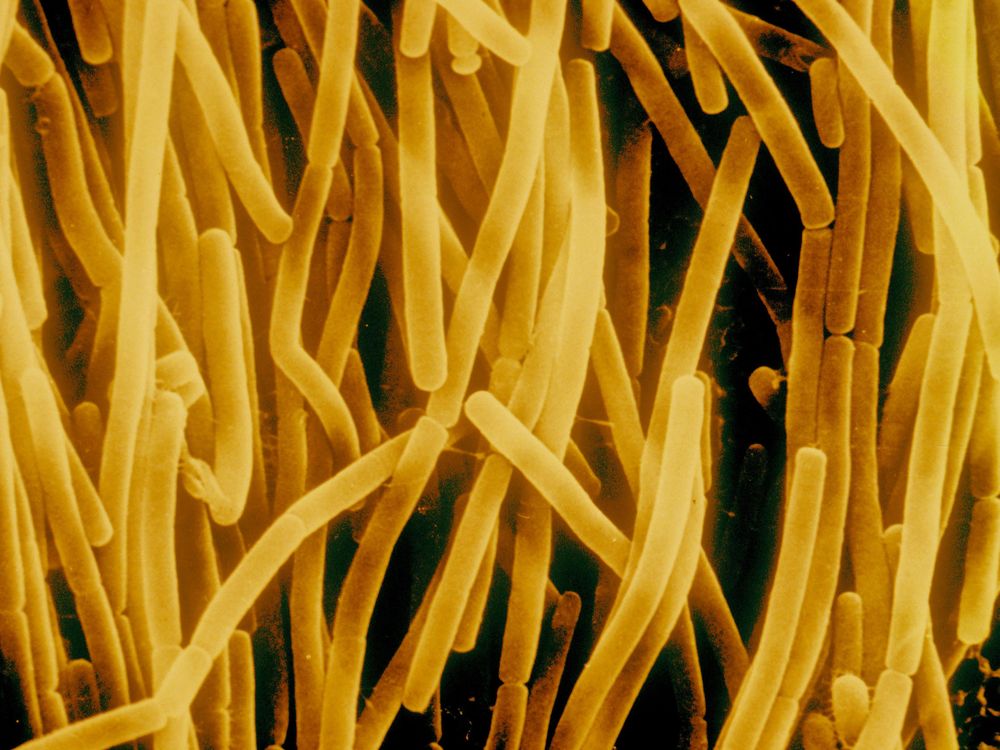 Bacillus subtilis