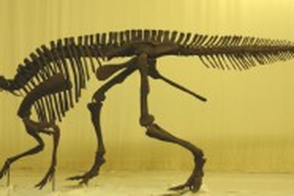 20110520083159figure-one-hadrosaur-pe-300x124.jpg