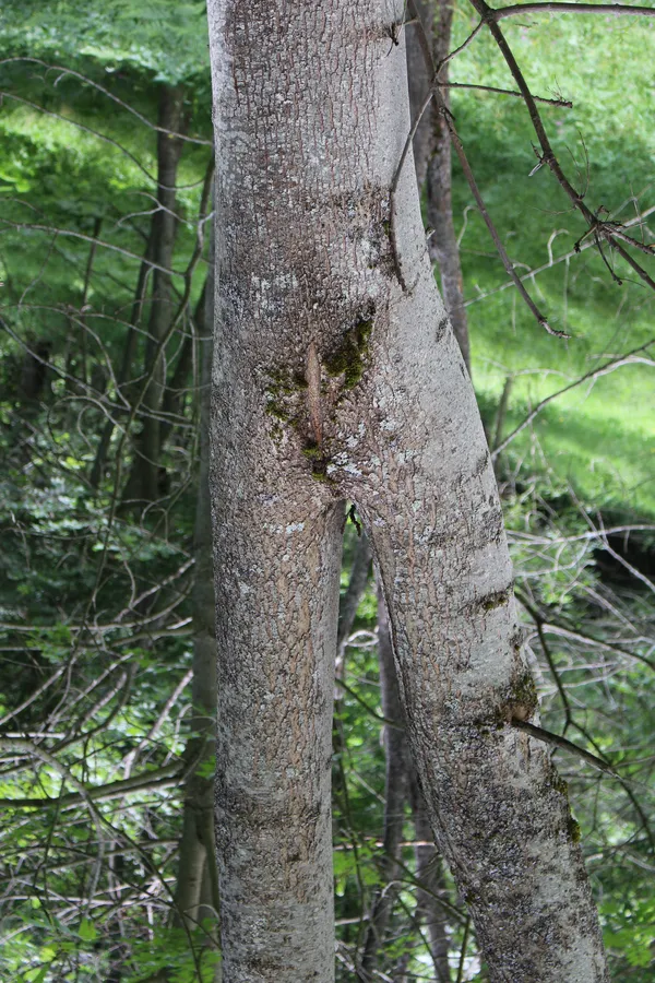 Female tree thumbnail