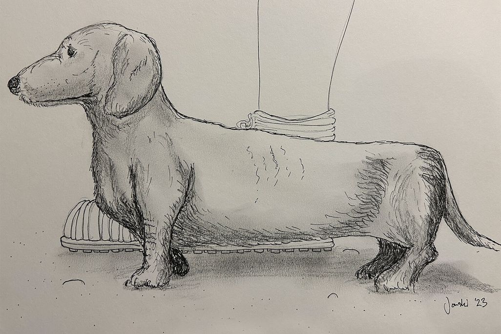 Drawing of the Dog