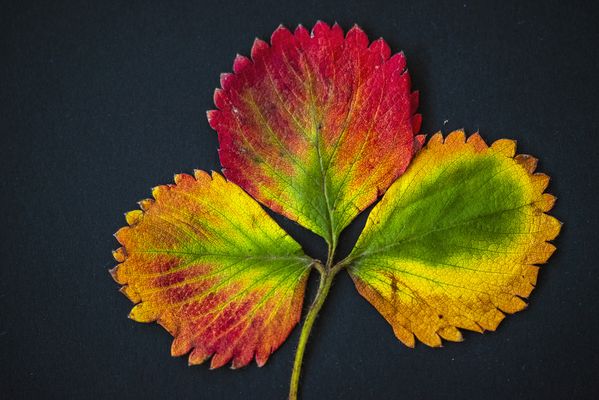 Warm colors of the strawberry leaf thumbnail
