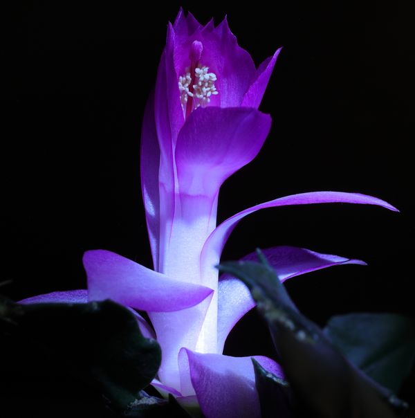 Christmas Cactus Under colored light thumbnail