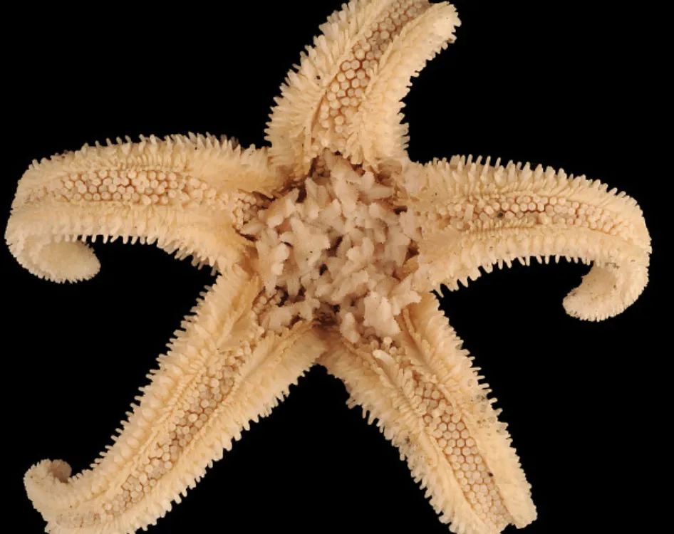 Starstruck: A Suite of Strange Sea Stars Discovered in the Smithsonian's  Collection, Smithsonian Voices