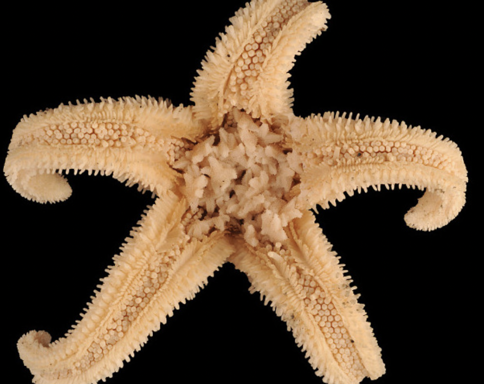 Starstruck: A Suite of Strange Sea Stars Discovered in the