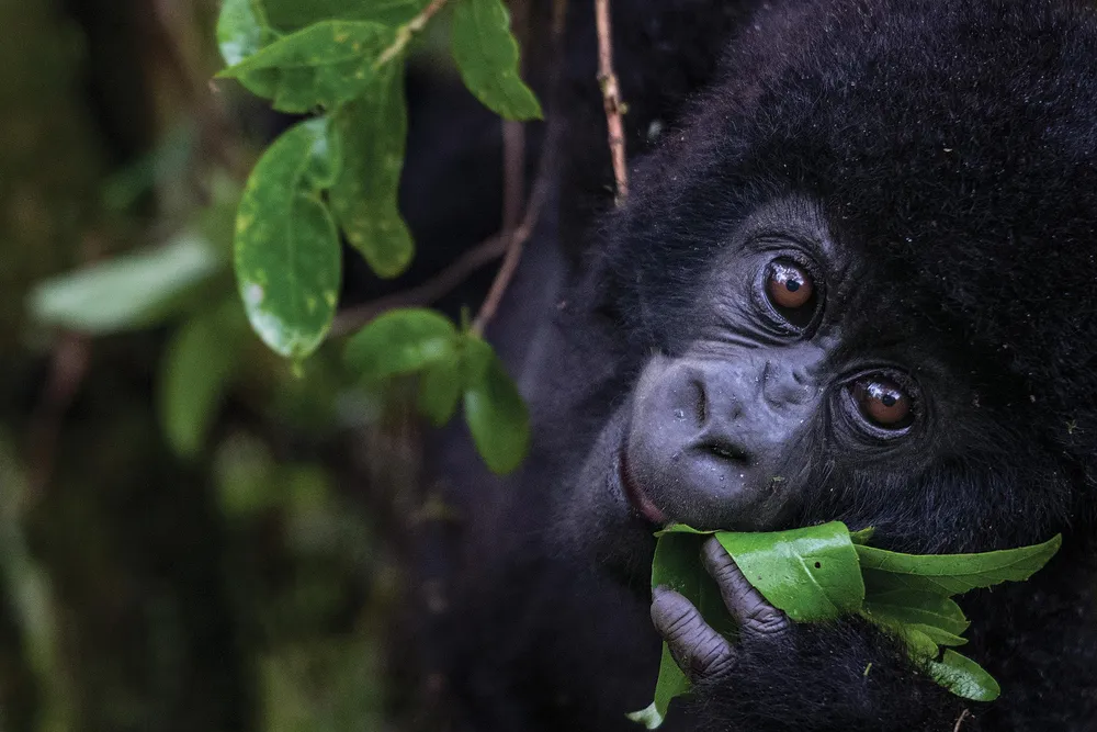 OPENER-In Uganda’s Mgahinga National Park, a 14-month-old male named Imbanzabigwi is poised to transition from mother’s milk to foraging.