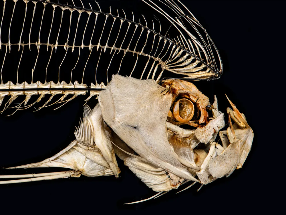 A skeleton of a fish with an enormous jutting jaw, looking fierce; a large fin of fine bones extends over its head