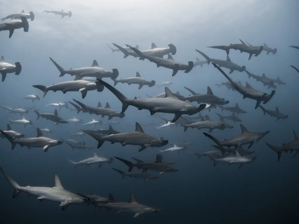 a large group of hammerheads