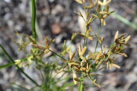 Leconte’s flatsedge (Cyperus lecontei) has distinctive spikelet scales and fruit which are used by scientists to identify it. (Carol Kelloff)