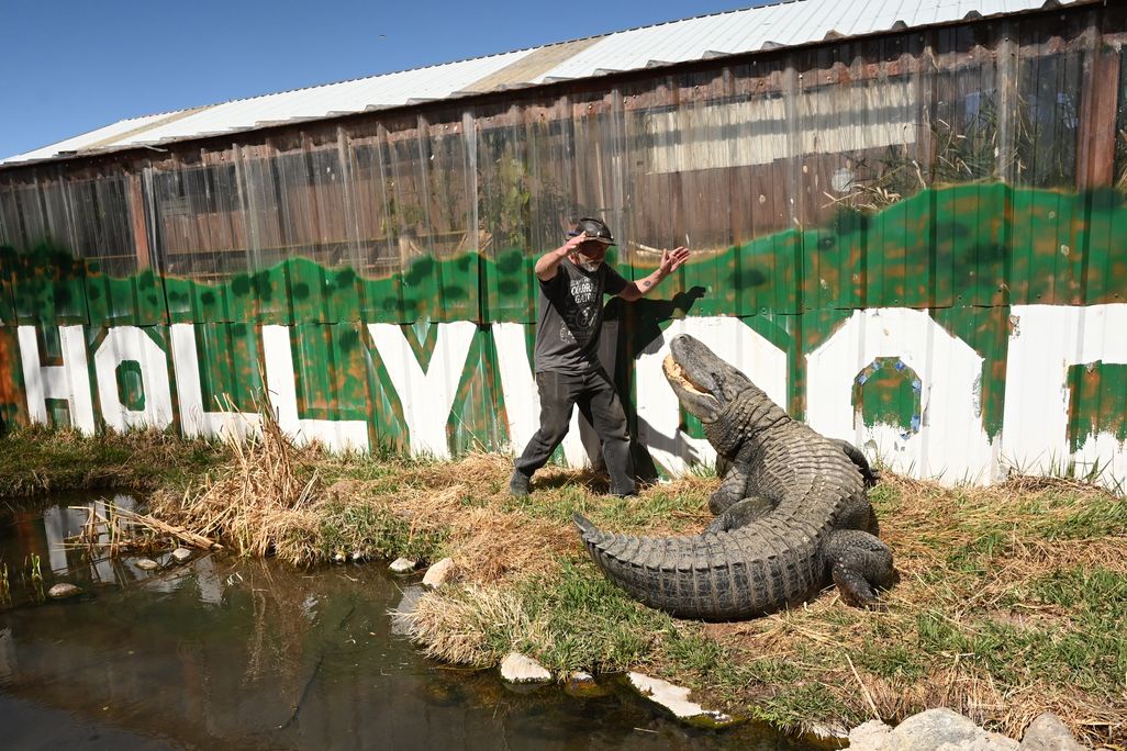Alligator in front of Hollywood sign