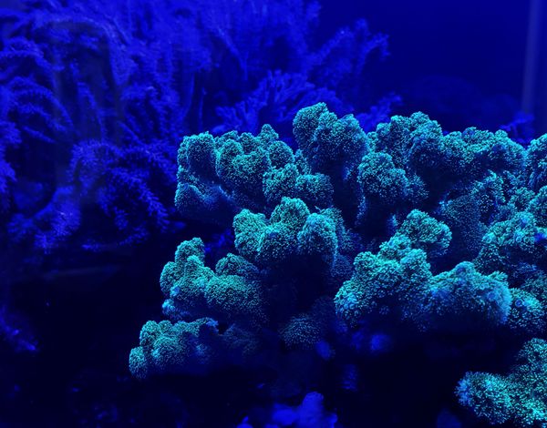 Coral reef on the blue ocean floor thumbnail