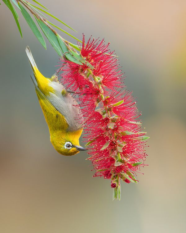 Hanging White-eye thumbnail