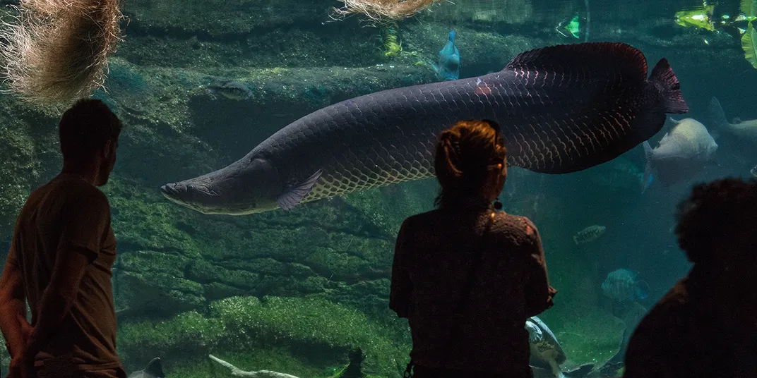 Visitor in front of a massive arapaima tank at the Amazonia exhibit.