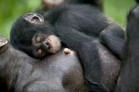 Mom's ample body serves as this baby's bed for now, but soon she'll grow up to build sleeping nests of her own. 